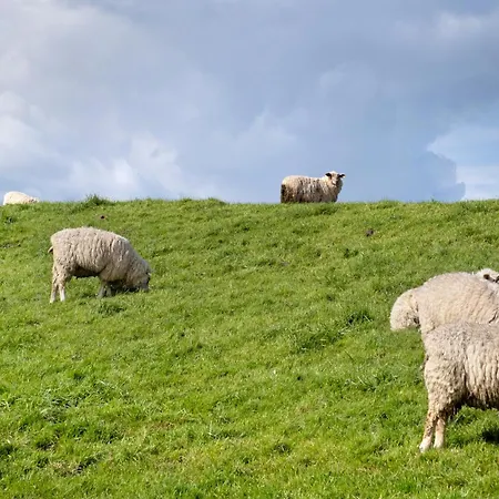 Seeadler * Butjadingen